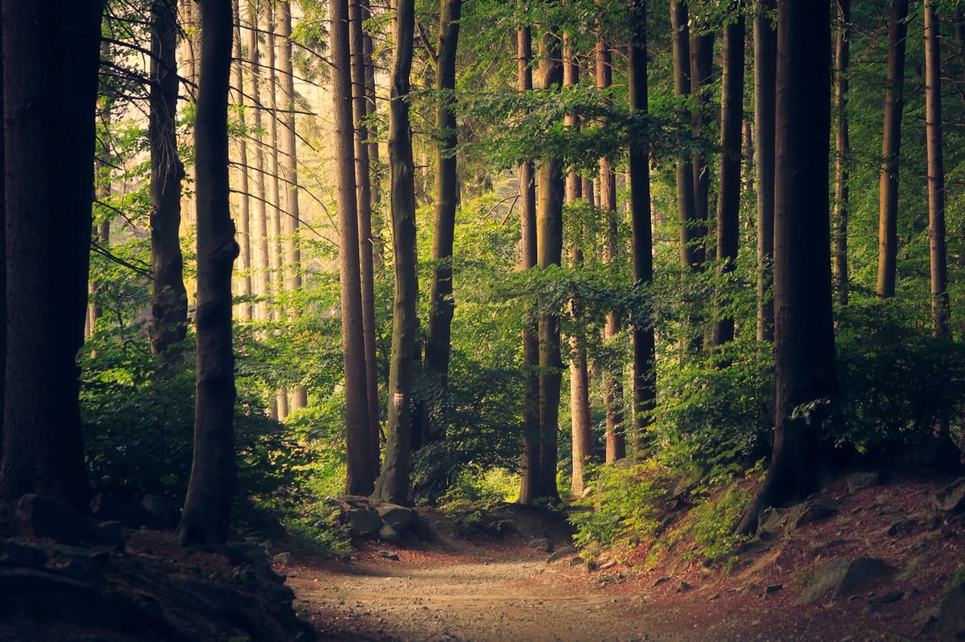 陽光灑落的森林步道